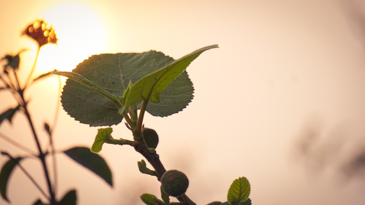 Indigenous healing practices and plant knowledge